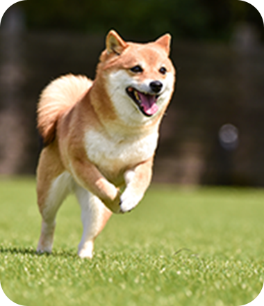 ドッグラン